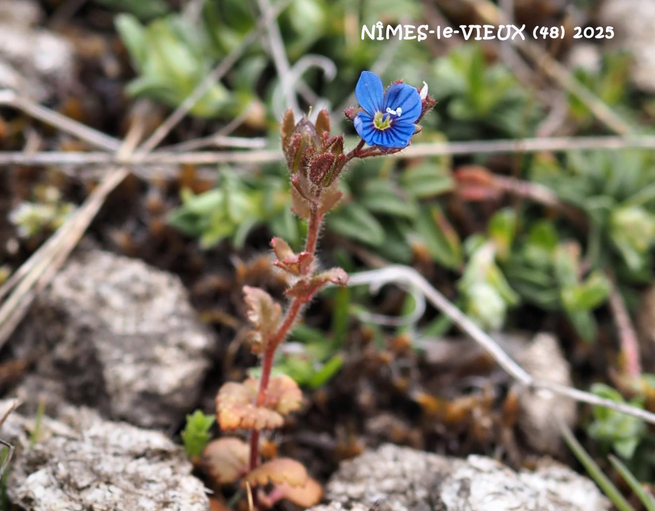Speedwell, Early Field